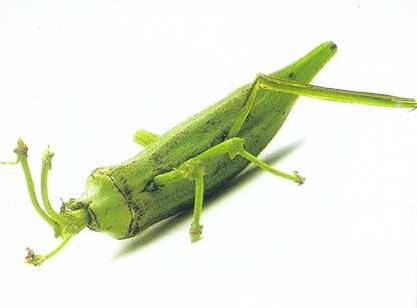 اكبر موسوعة لصور فن النحت على الخضار اكثر من 500 صورة والمزيد Grasshopper1